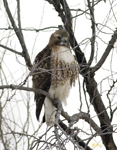 Red tailed Hawk